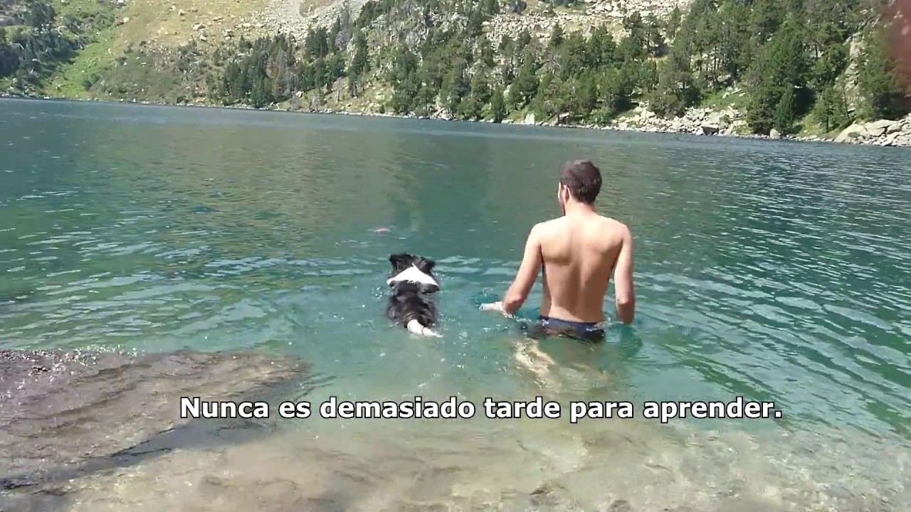 Border Collie Wallace (3 years)