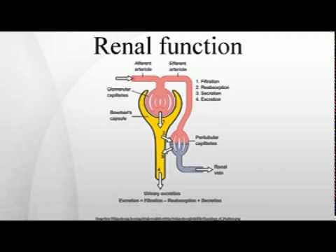 does allopurinol decrease kidney function
