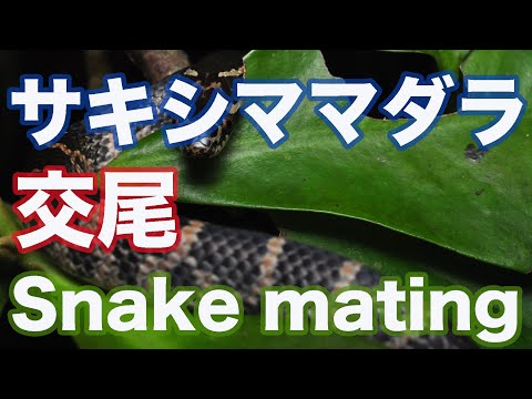 【蛇の交尾】石垣島の爬虫類 サキシママダラ交尾 Snake mating