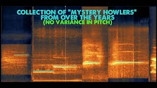 Ohio Bigfoot Encounter Investigation (Amazing vocalizations)