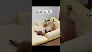 #Shiba Inu#Daily life of a dog#Cure#The earth cannot rotate without dogs#A soft and fufu d