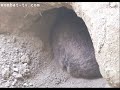 Wombat in a hole