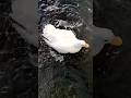 アヒル川浴びる #アヒル #duck #gachua #cute #birds #music #animals #goose #funny #nature #あひる #petduck #pets