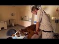 Tiger Given Artificial Eye | Tigers About The House | BBC