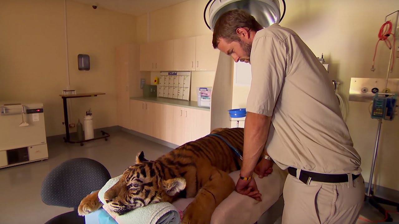⁣Tiger Given Artificial Eye | Tigers About The House | BBC