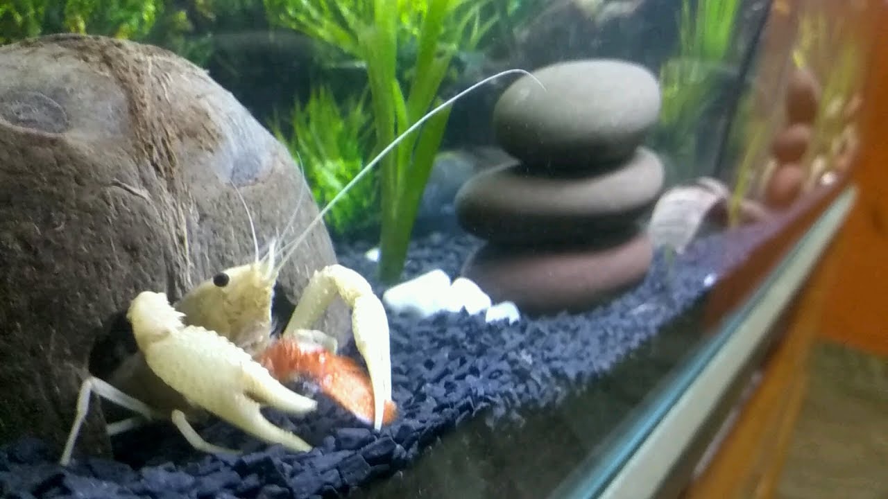 crayfish tank setup