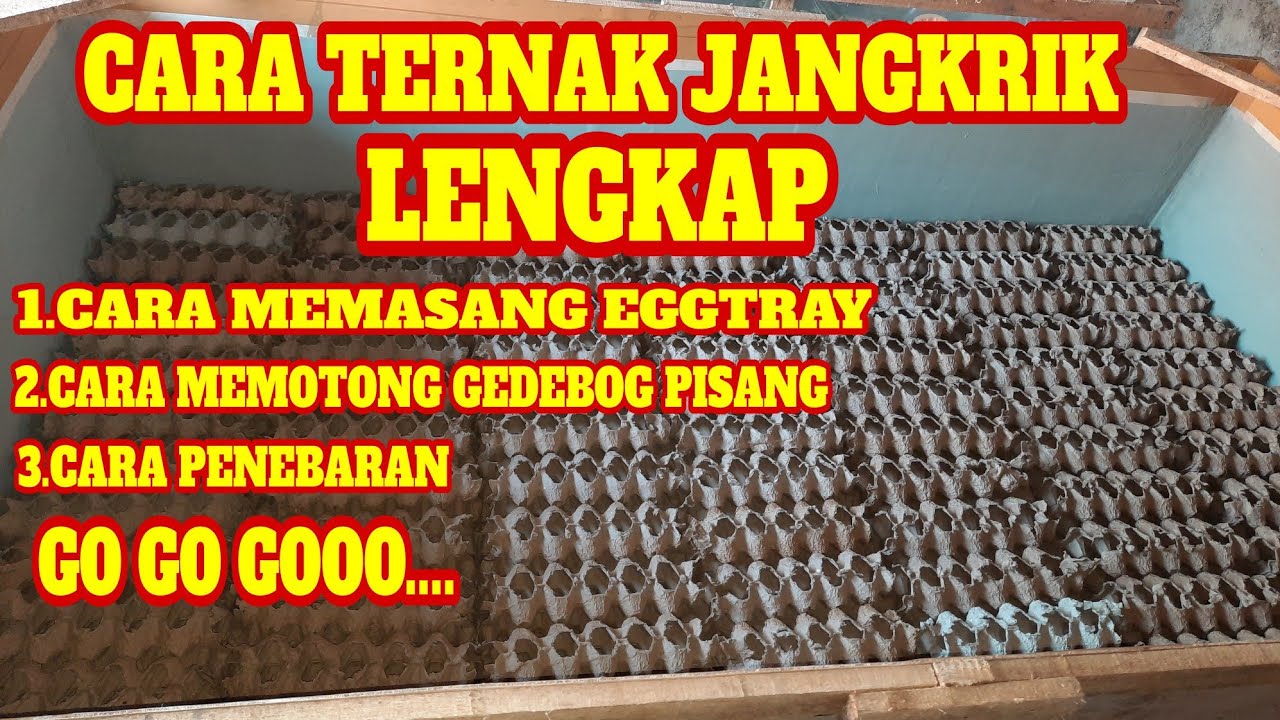 Cara ternak jangkrik lengkap || cara ternak jangkrik bagi pemula 