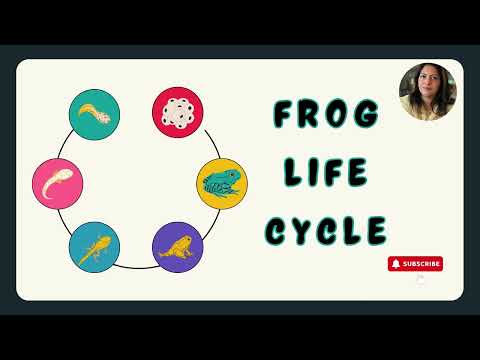 Life Cycle Of Frog | How Tadpole Transform Into A Frog #lifecycles