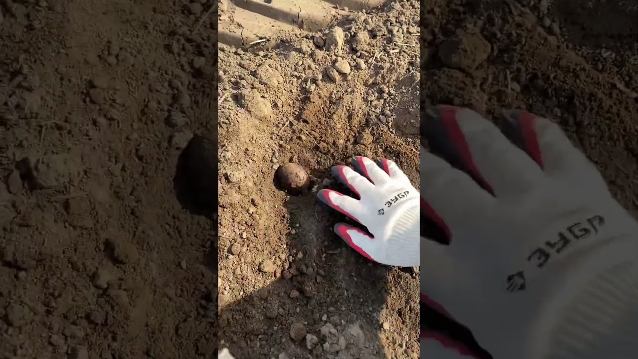 Посадка картофеля сорт Зекура