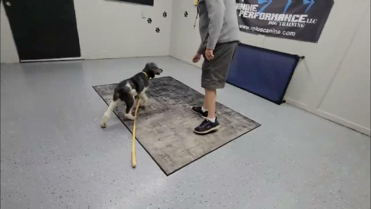 Doggie Boot Camp Henri YouTube