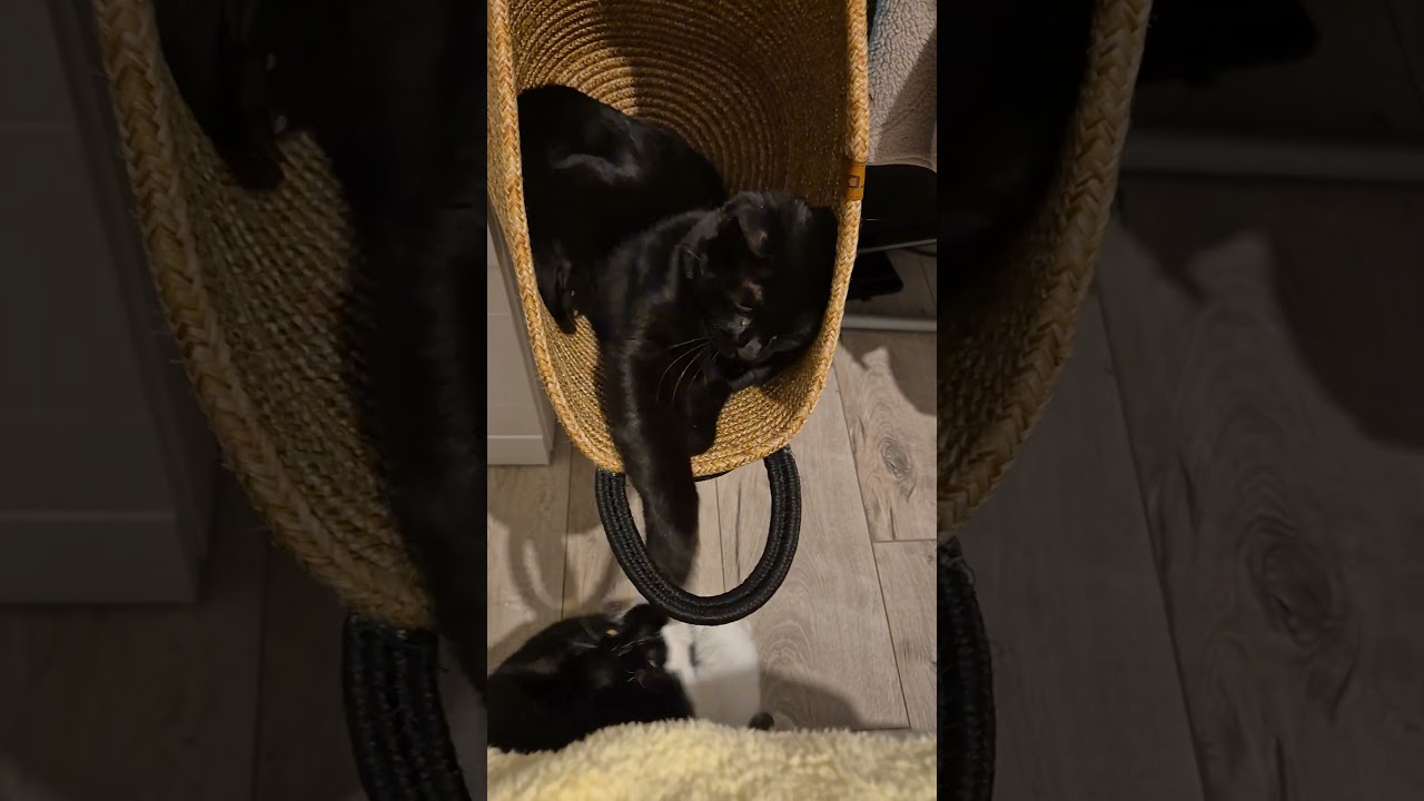 Cart fight😂⚘️🌳🌿🌴