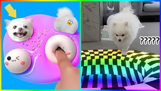 Tik Tok Chó Phốc Sóc Mini 😍 Funny Dogs 🤩 New Funny and Cute Pomeranian #464