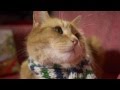 A GIFT FROM BOB - James Bowen and Street Cat Bob's Christmas message - Hodder & Stoughton