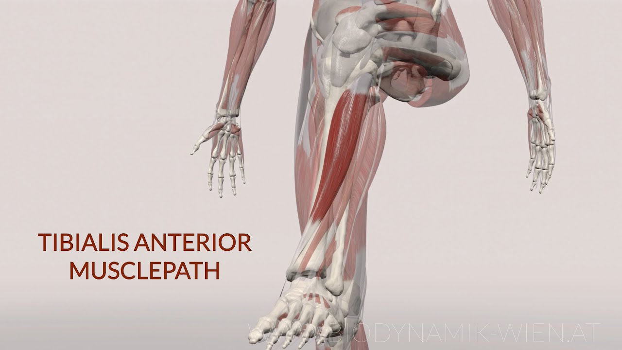 Tibialis Anterior Musclepath (3DAnimation), image size:1280x720
