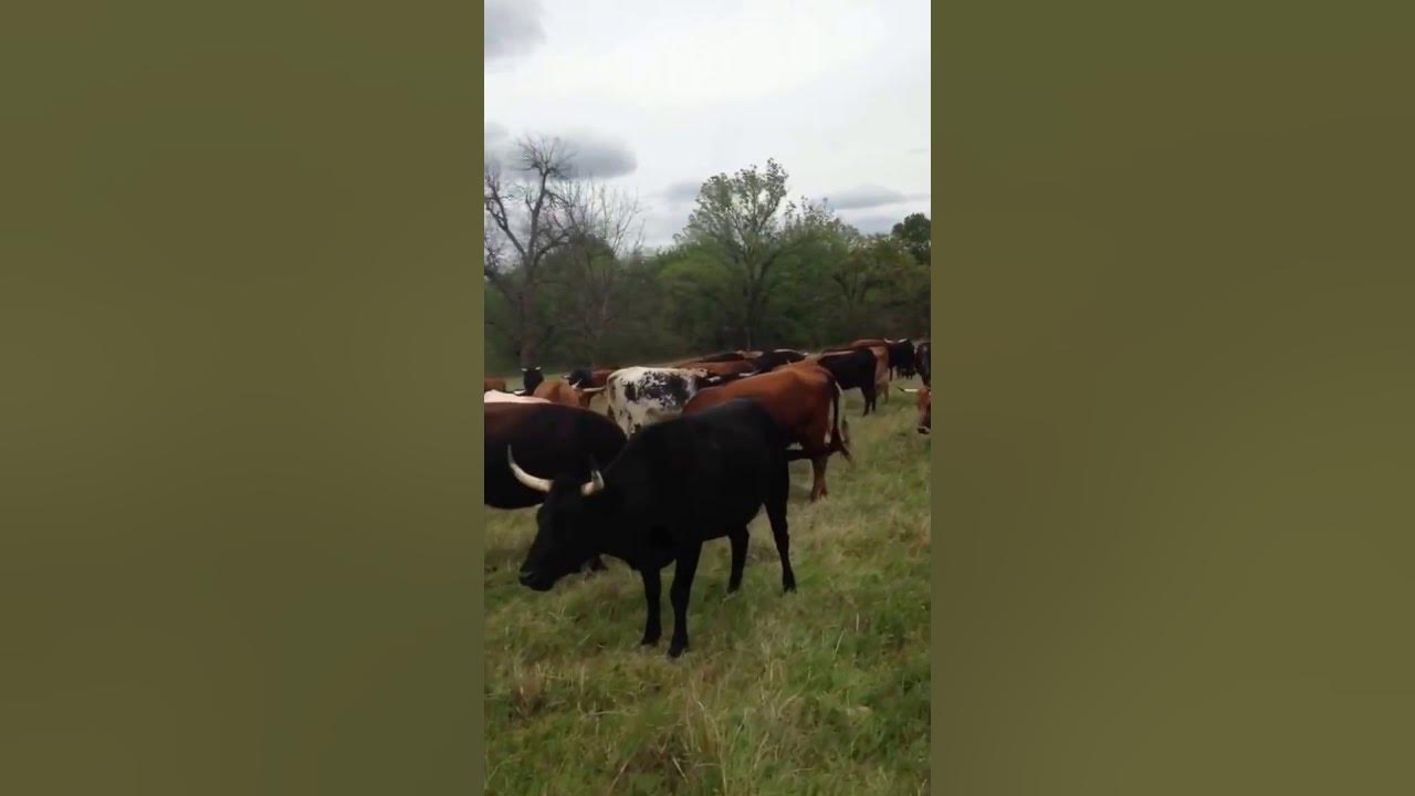 Corriente Cows YouTube