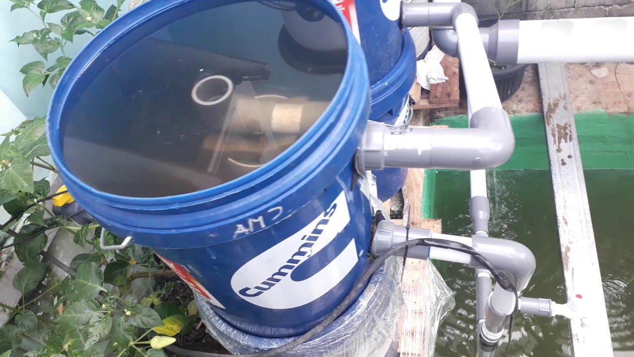 aquaponik ikan patin - youtube