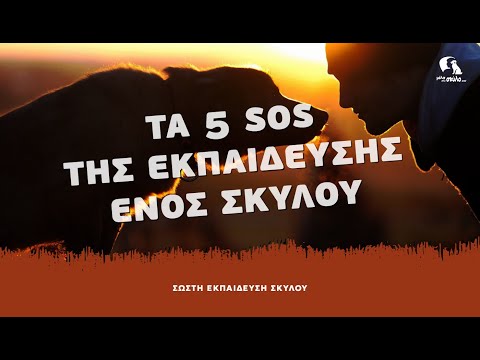 Βίντεο: Συμπτώματα γρίπης σκύλου: Τι πρέπει να προσέξετε