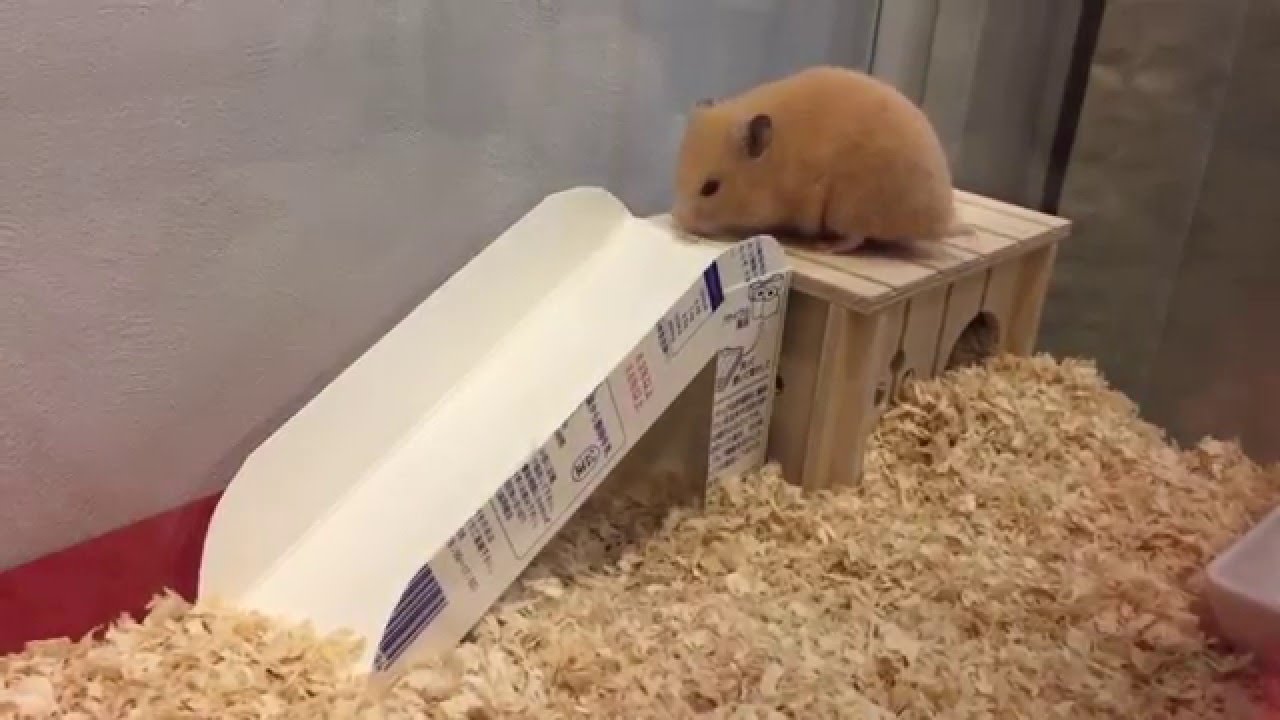 ハムスター用のすべり台を作りました 早速使ってくれたけど I Made A Slide For The Hamster Youtube