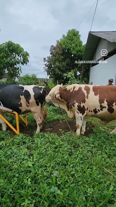 Breeding sapi alami ❤️❤️❤️