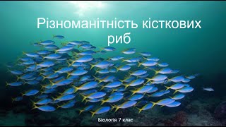 Біологія. Тварини. Різноманітність кісткових риб Окунь, Короп, Карась, Осетер, Шпроти, Щука