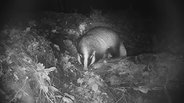 Badger sniffing out peanuts