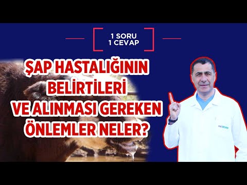 Şap Hastalığının Belirtileri Nelerdir?