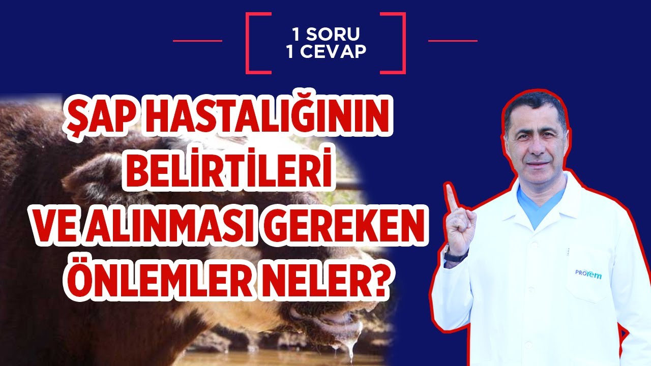 Şap Hastalığının Belirtileri Nelerdir?