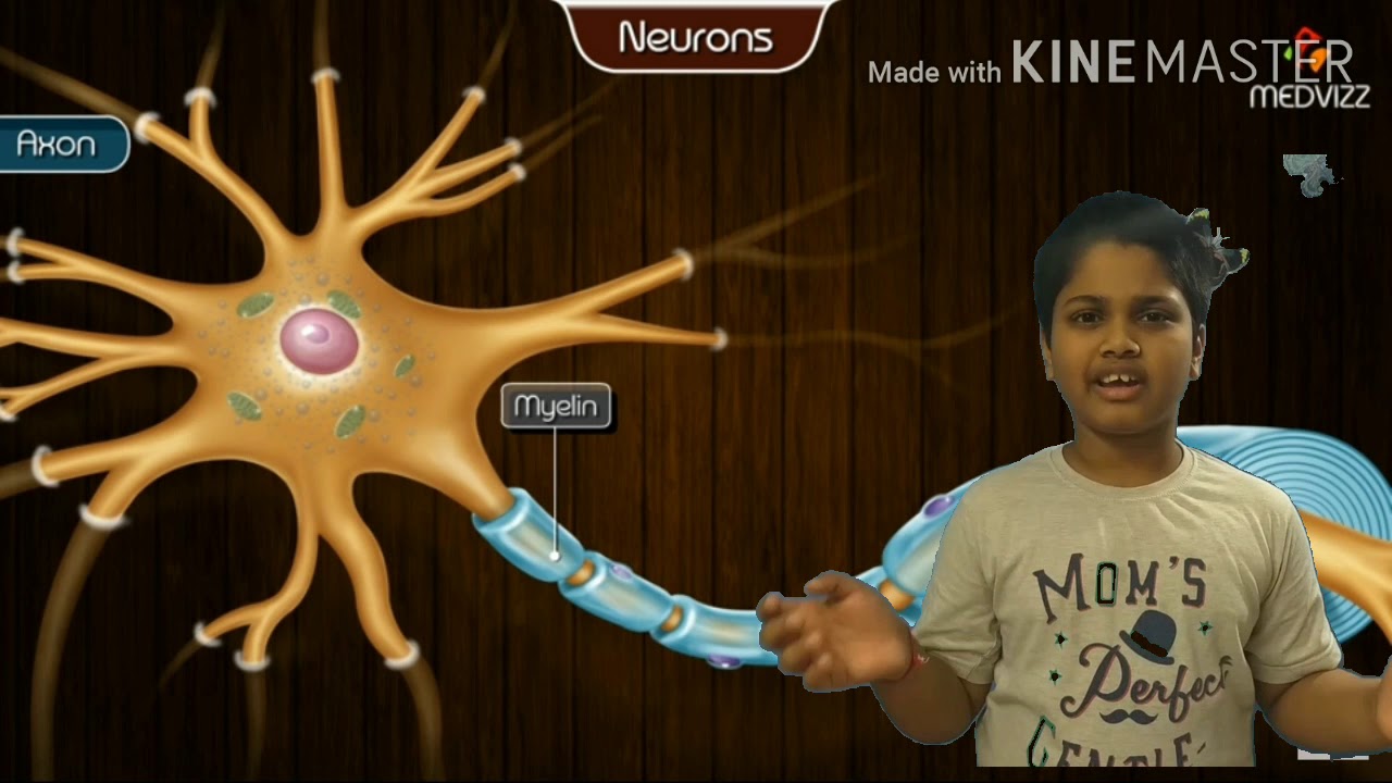 Neurons: structure and funtions - YouTube