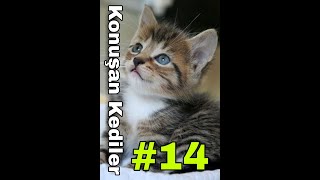 Konuşan Kedilererdem Şaşkıntürkçe Dublaj