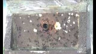Australian Native Bees - Part 2