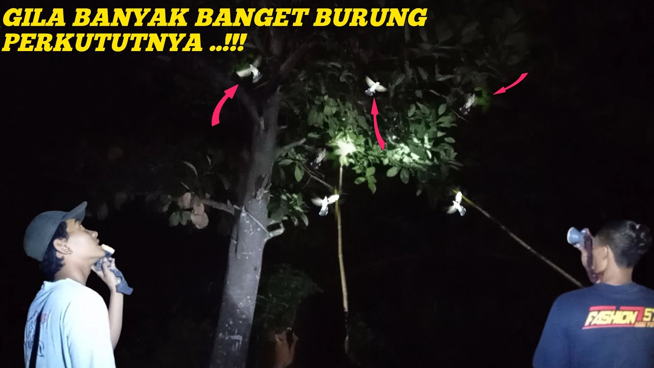 BERBURU DI MALAM HARI || BUSET SATU POHON BANYAK BURUNG PERKUTUTNYA.
