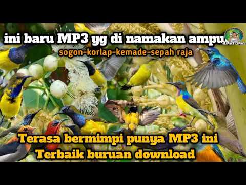 Perkutut Lokal Gacor Suara Super Kristal - Pancingan SapuJagat (99%AMPUH BANGET)