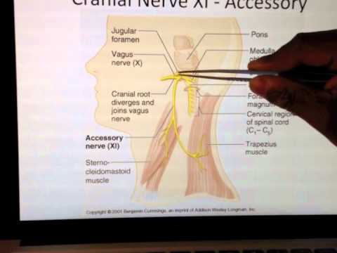 Cranial Nerves (11 of 12): Accessory Nerve -- Head and Neck Anatomy 101
