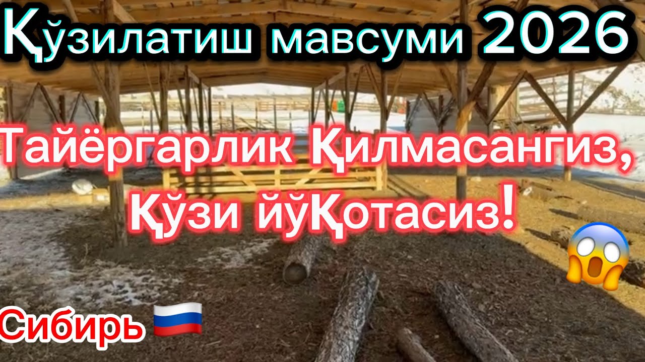 –40°C да тугилишга қандай тайёргарлик кўрамиз? (Сибир ферма)#чорвачилик #рекомендация #ферма 