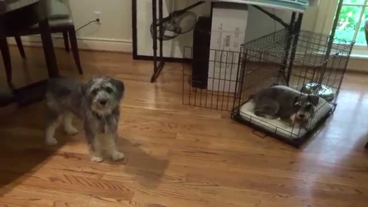 2014 0801 Charlie & Ralph - YouTube