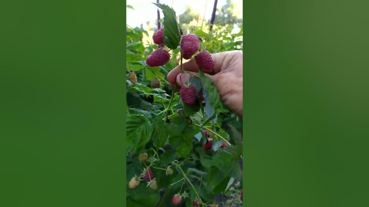 Малина марастар описание сорта фото отзывы садоводов