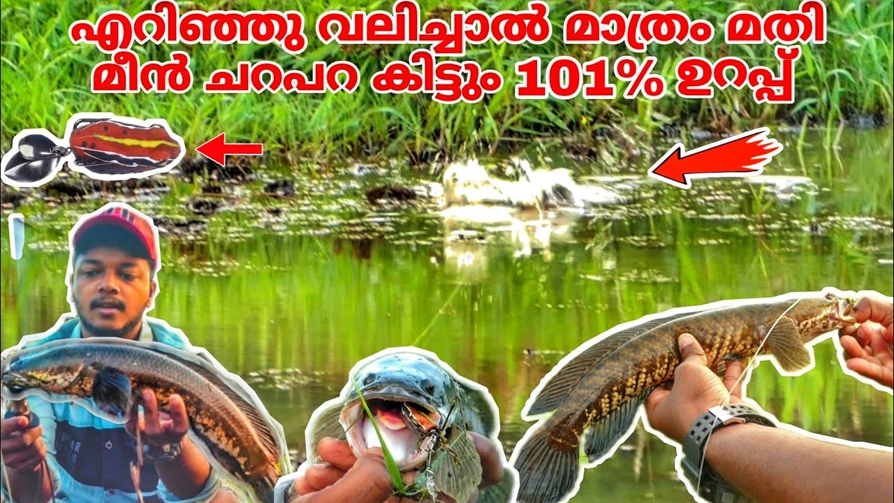 101 result ഉള്ള ഒരു ഫ്രോഗ് ലൂർ best frog Lure for snakeheads 