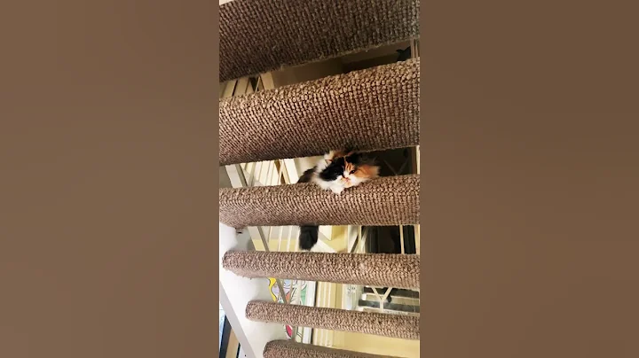 Video 6105801: persian cats kittens kitty, persian cat calico kitten, cute calico persian cat, calico persian kitten playing, kitty catplay