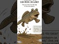 The fish that lives out of water