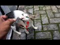 I Bring Special Food! For Hungry Cat | A cat aims