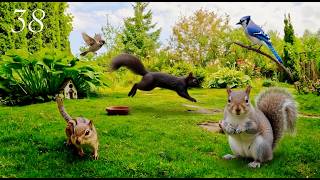 Cat TV: Chipmunks, Birds and Squirrels in a Beautiful Garden. 4K. Episode 38