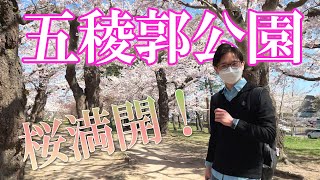 【函館】桜の名所★五稜郭公園！2022年★満開の桜を見てきました♪