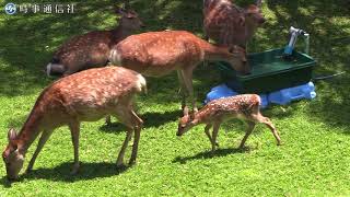 鹿の赤ちゃん公開