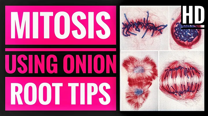 Onion root tip mitosis experiment and observation of stages - DayDayNews