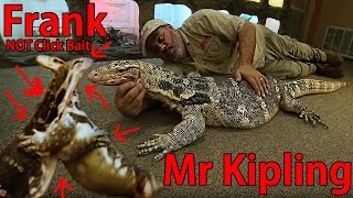 Bumblebee And Frank Is It Love Or Is It Just For Tv