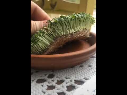 Chia seed growing |easy home garden|easy plant making|seeds grow up