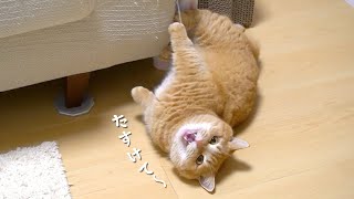 愛猫がママの気を引こうとした結果…