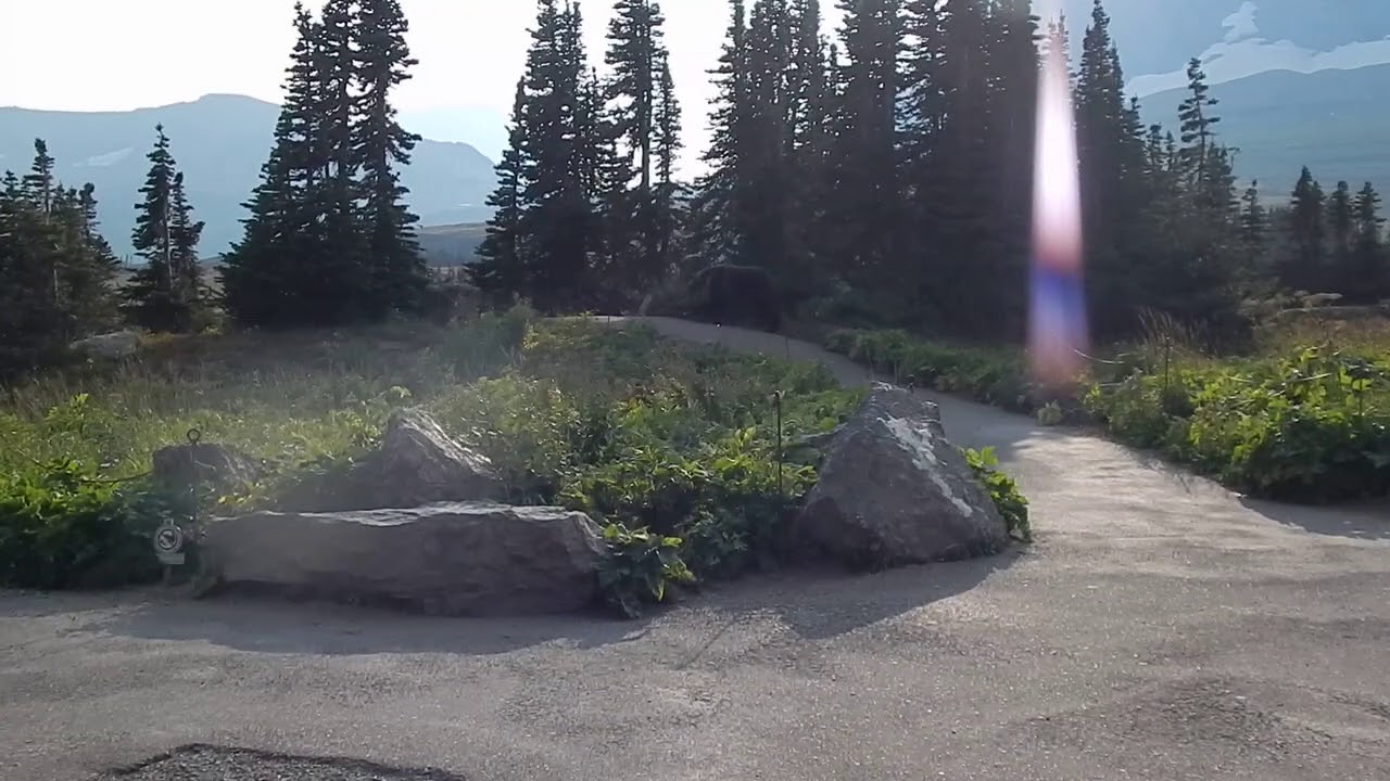 Grizzly at Logan Pass, Glacier NP