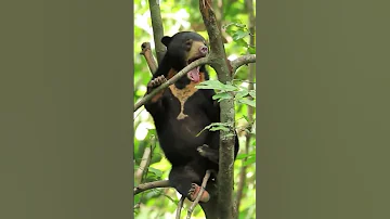 Необычный язык самого мелкого медведя🐻 Солнечный медведь