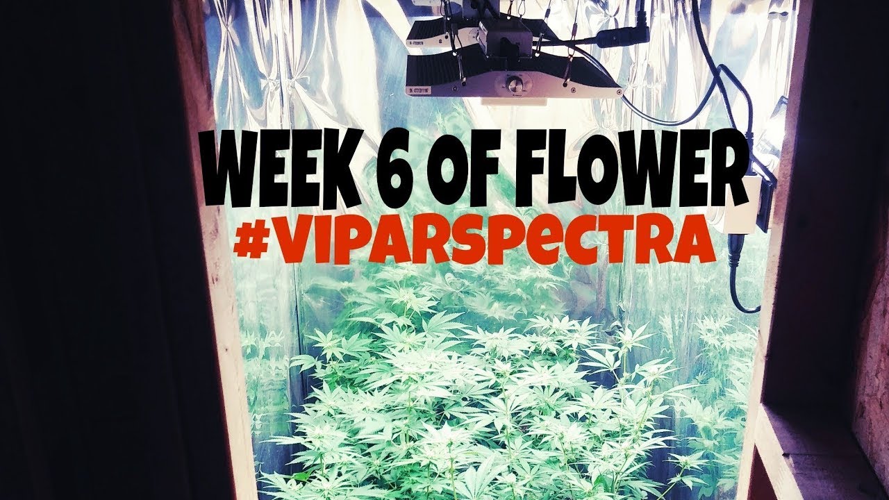Week 6 of flower, redo of update on room 3 with the viparspectra XS1500 and XS1000